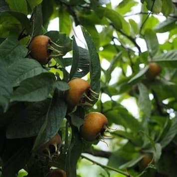 Medlar Mespilus germanica Fruit Seeds for planting in home garden